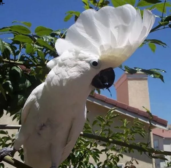ara dagli occhi azzurri, ara dagli occhi neri
