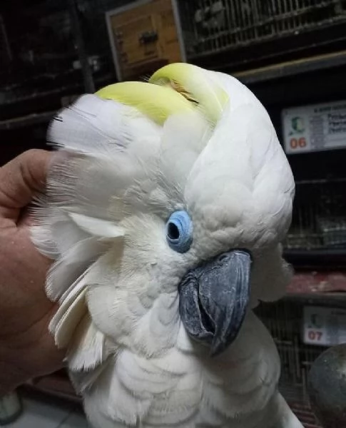 ara dagli occhi azzurri, ara dagli occhi neri | Foto 0