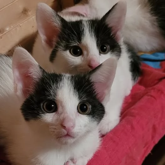 Gattine di 2 mesi