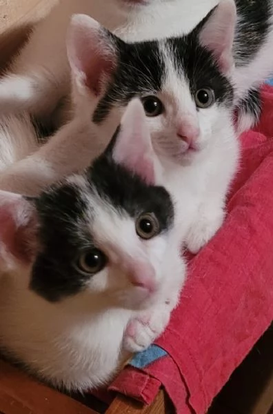 Gattine di 2 mesi | Foto 0
