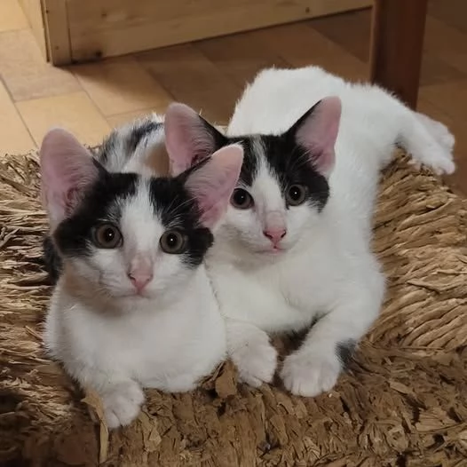 2 gattine di circa 3 mesi