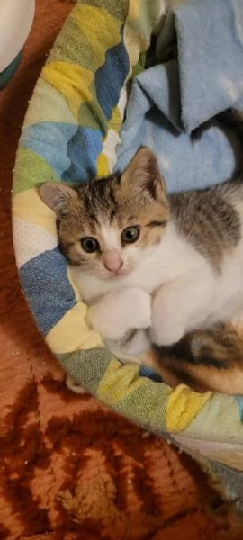 Gattini di circa 2 mesi