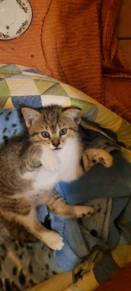 Gattini di circa 2 mesi | Foto 0