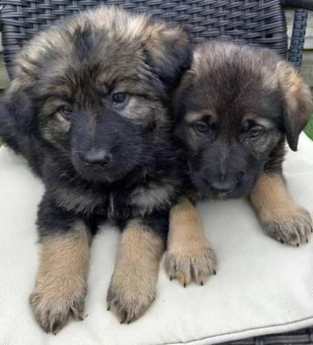 cuccioli di pastore tedesco