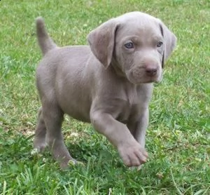 regalo cuccioli weimaraner ciao siamo un piccolo allevamento amatoriale abbiamo a disposizone degli 