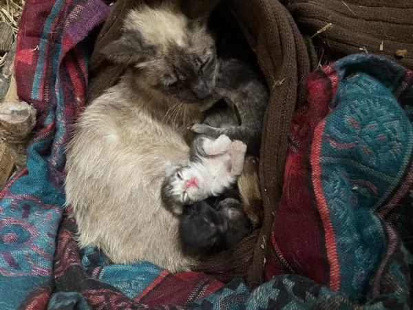 cuccioli di gatto | Foto 1