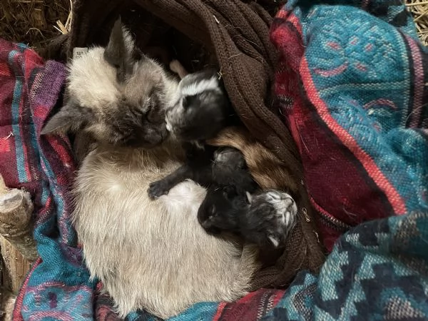 cuccioli di gatto | Foto 0