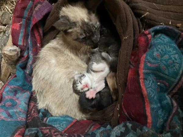 cuccioli di gatto