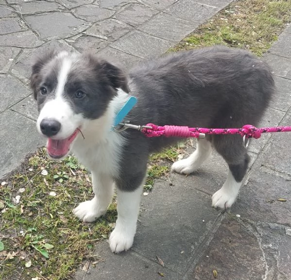 Cucciolo di Border Collie bianco e blu con pedigree | Foto 1