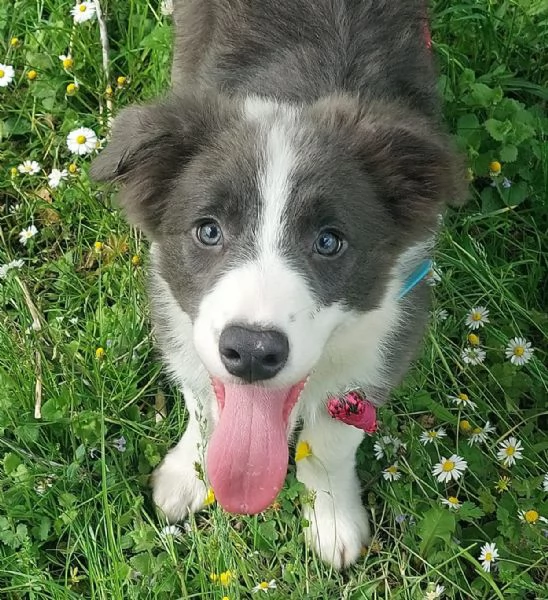 Cucciolo di Border Collie bianco e blu con pedigree | Foto 0