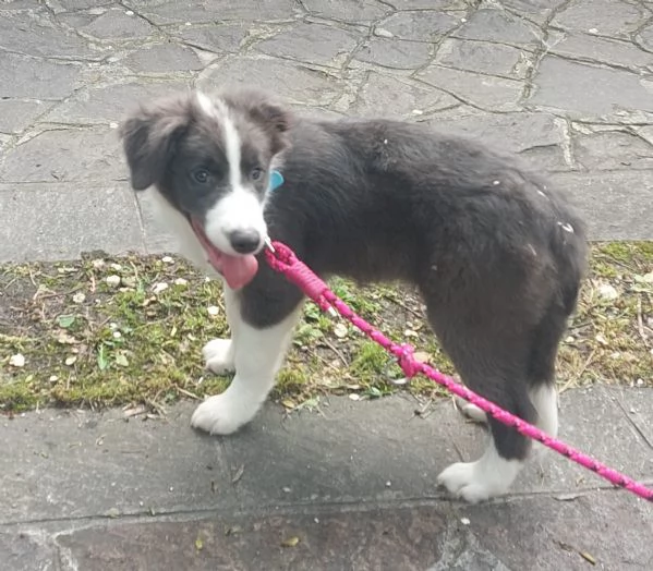 Cucciolo di Border Collie bianco e blu con pedigree