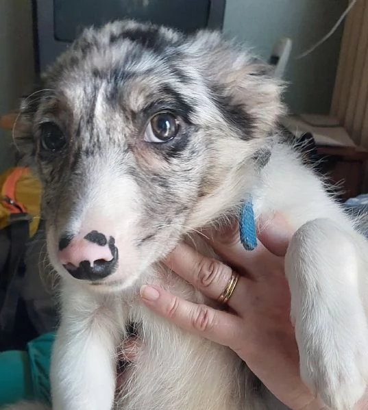Cucciola di Border Collie blumerle con pedigree 