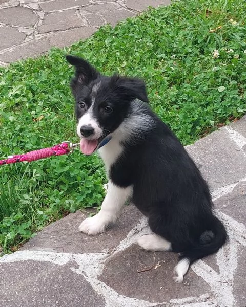 Cucciolo di Border Collie con pedigree  | Foto 4
