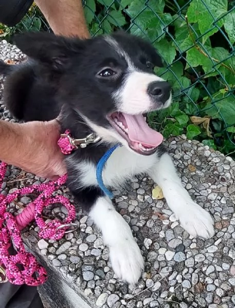 Cucciolo di Border Collie con pedigree  | Foto 3