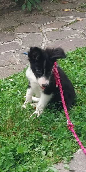 Cucciolo di Border Collie con pedigree  | Foto 2