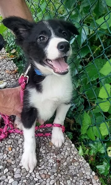 Cucciolo di Border Collie con pedigree  | Foto 1