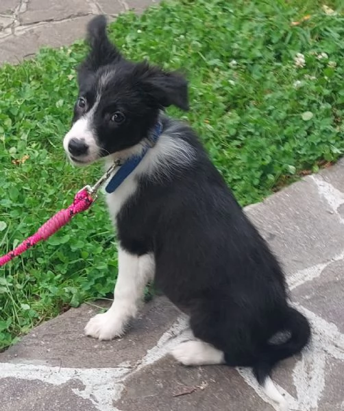 Cucciolo di Border Collie con pedigree  | Foto 0