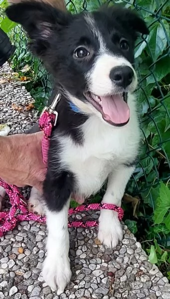 Cucciolo di Border Collie con pedigree 