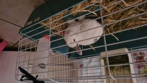 vendo due coniglietti nani bianchi uno è ariete  | Foto 5