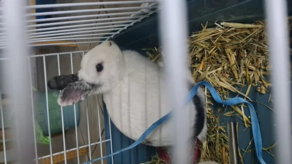 coniglietto nano bianco grigio di 7 mesi  | Foto 0