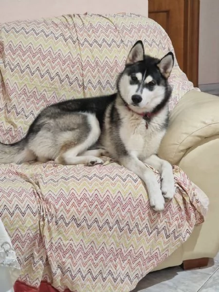 Husky dolcissima | Foto 1