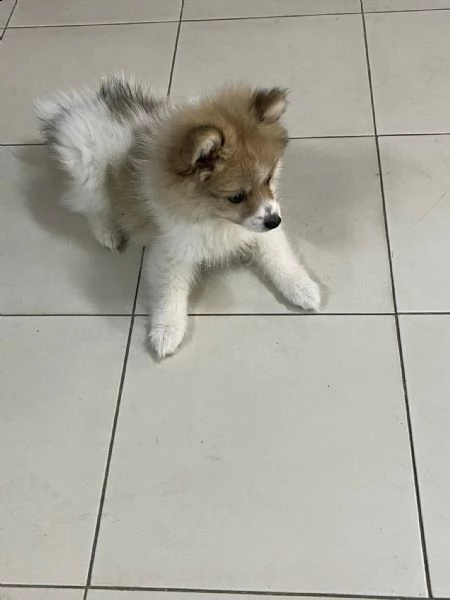 spitz tedeschi nani | Foto 2