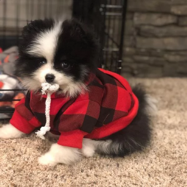 bellissimi cuccioli di pomerania pronti per le loro case per sempre
