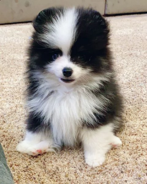 bellissimi cuccioli di pomerania pronti per le loro case per sempre | Foto 1