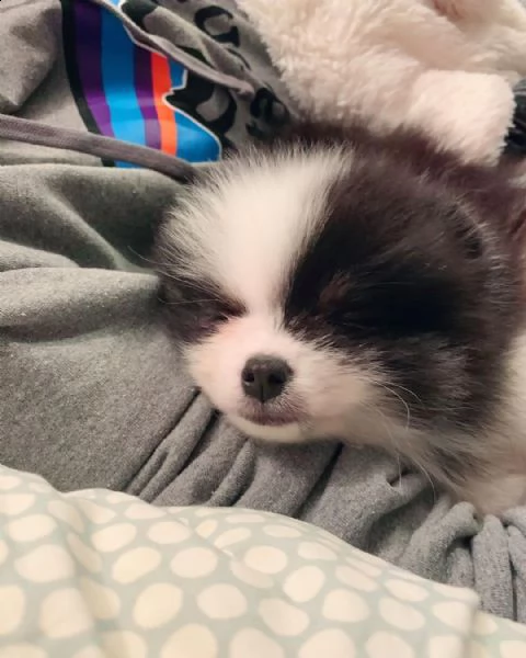 bellissimi cuccioli di pomerania pronti per le loro case per sempre | Foto 0