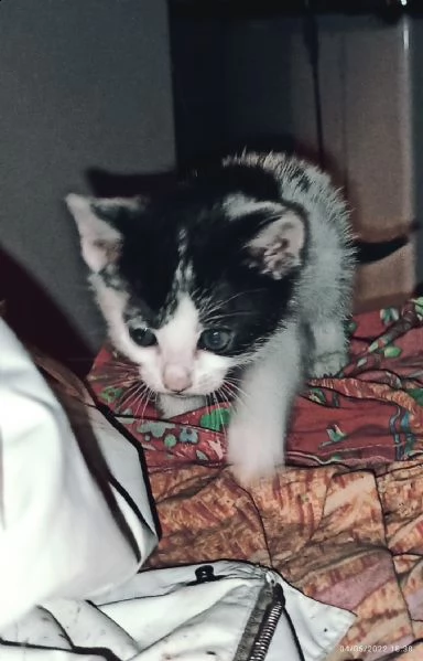 cuccioli di gatto