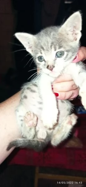 cuccioli di gatto | Foto 6