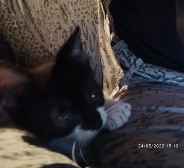 cuccioli di gatto | Foto 5