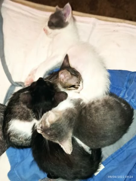 cuccioli di gatto | Foto 4