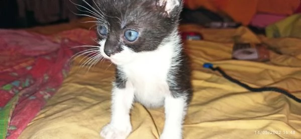 cuccioli di gatto | Foto 3