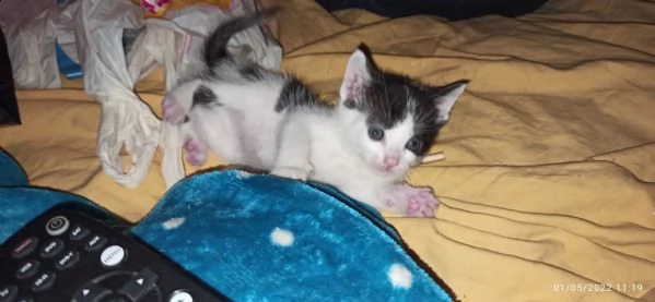 cuccioli di gatto | Foto 1