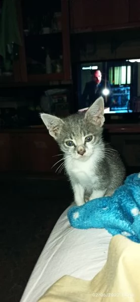 cuccioli di gatto | Foto 0
