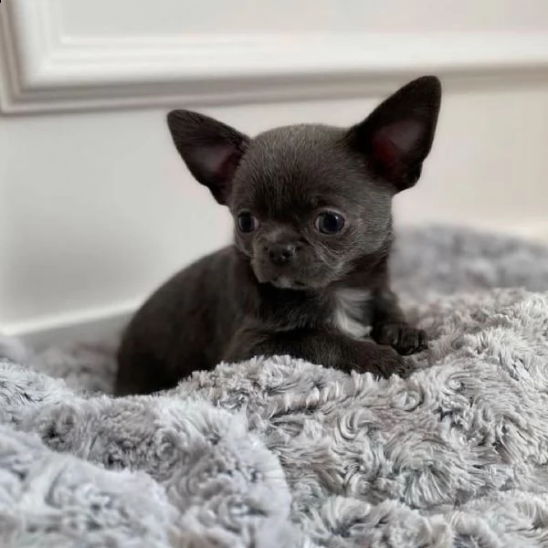 regalo chihuahua cuccioli meravigliosi  