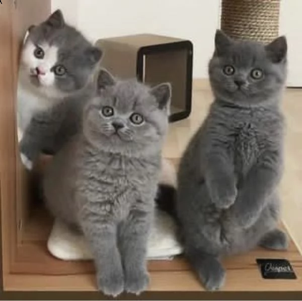 cuccioli di british shorthair blu lilac crema