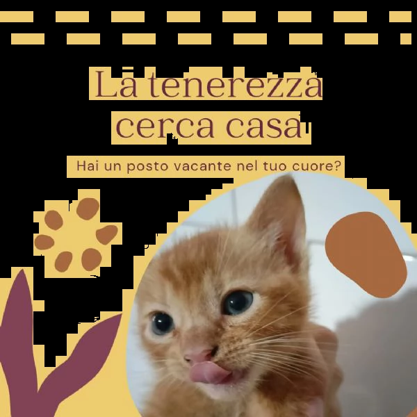 piccoli monelli cercano casa