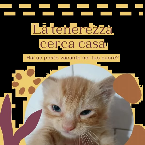 piccoli monelli cercano casa | Foto 2