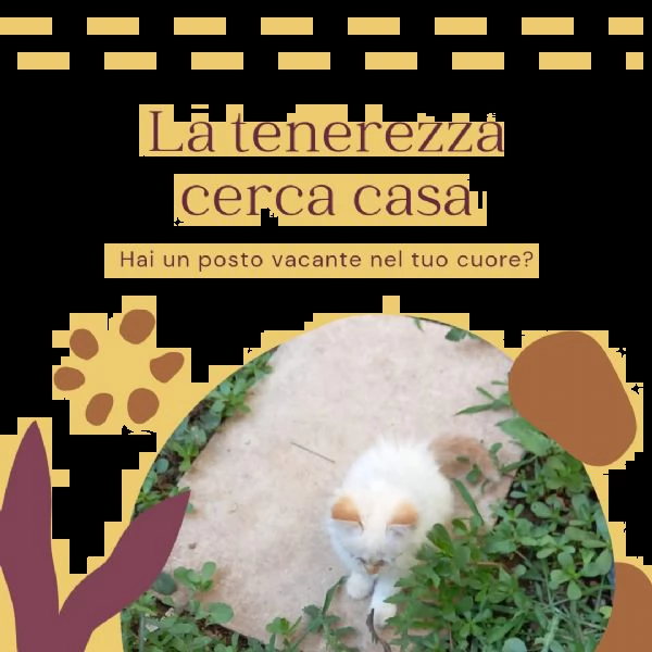 piccoli monelli cercano casa | Foto 1