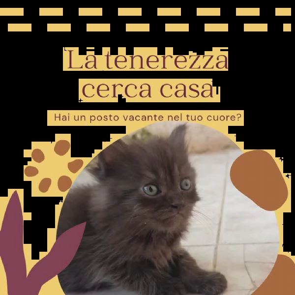 piccoli monelli cercano casa | Foto 0