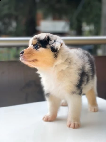 cuccioli pastore australiano  | Foto 6