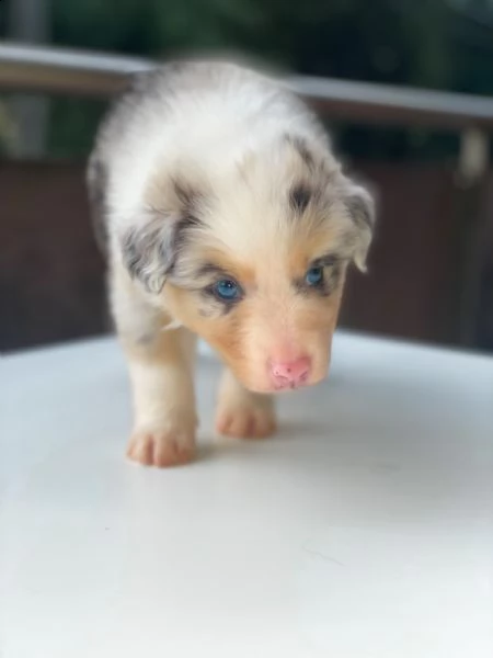 cuccioli pastore australiano  | Foto 5