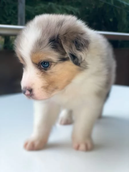 cuccioli pastore australiano  | Foto 4