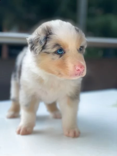 cuccioli pastore australiano  | Foto 3