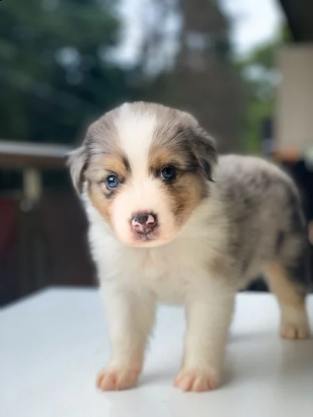 cuccioli pastore australiano  | Foto 2