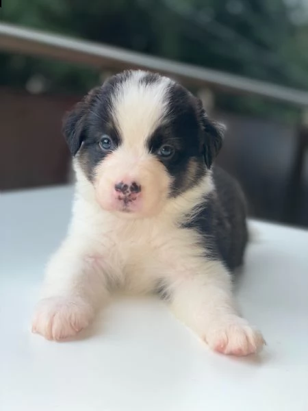 cuccioli pastore australiano  | Foto 1