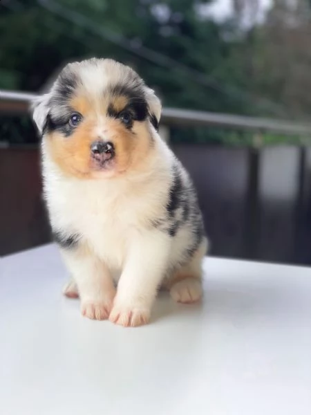 cuccioli pastore australiano  | Foto 0