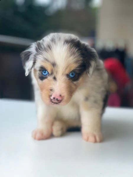 cuccioli pastore australiano 